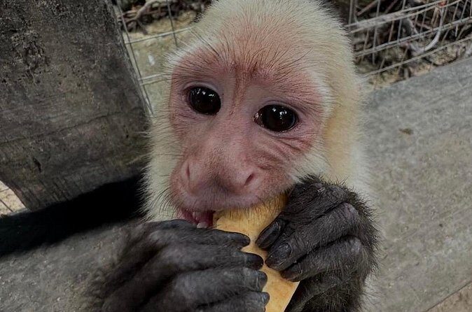 Roatan Monkey and Sloth Park & Private Island Tour - Final Thoughts