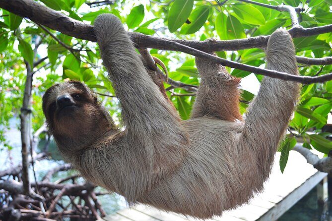 Roatan Monkey and Sloth Sanctuary and Beach Break - The Sum Up