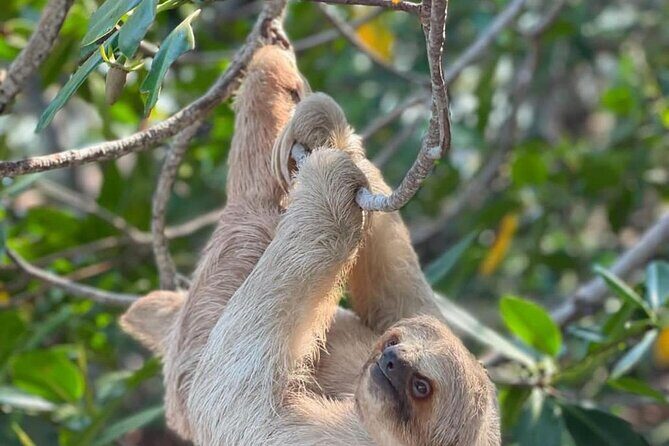 Roatan Monkey and sloths, Reef Snorkel & Private Cay Beach Break - A Closer Look at the Experience