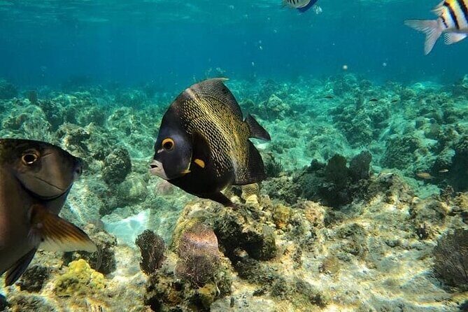 Roatan Monkeys and sloth, Snorkel, chocolate rum cake and beach - Exploring Roatan’s Underwater World at West Bay Beach