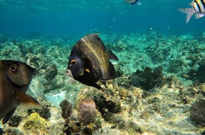 Roatan Monkeys and sloth, Snorkel, chocolate rum cake and beach - Practical Details and Value