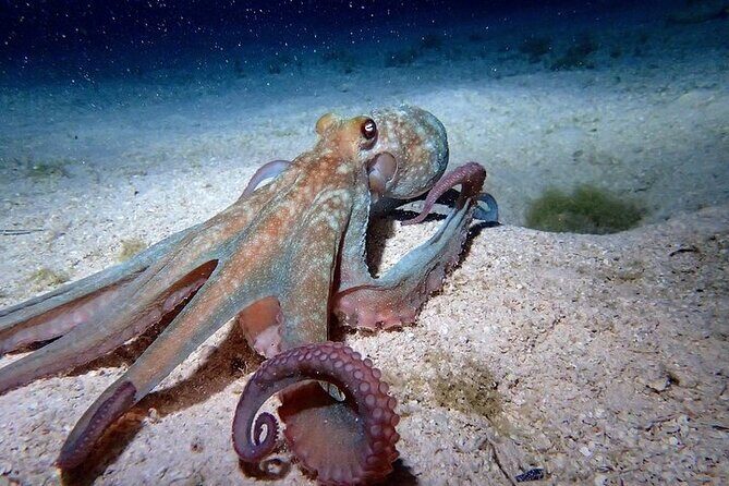 Roatan Night Snorkel Adventure - Experience the Magic of Roatan’s Night Snorkel Adventure