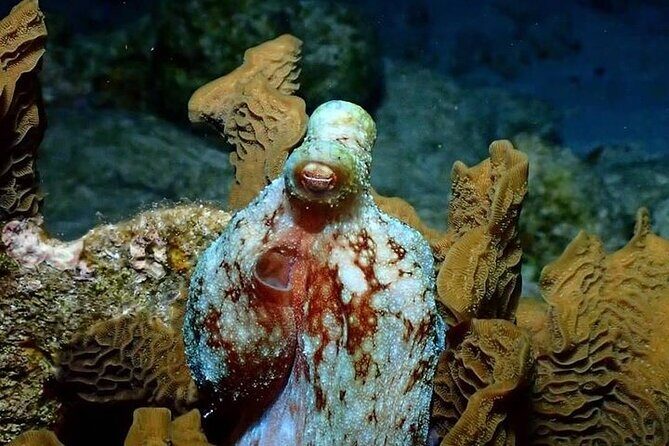 Roatan Night Snorkel Adventure - Who Should Consider This Tour?