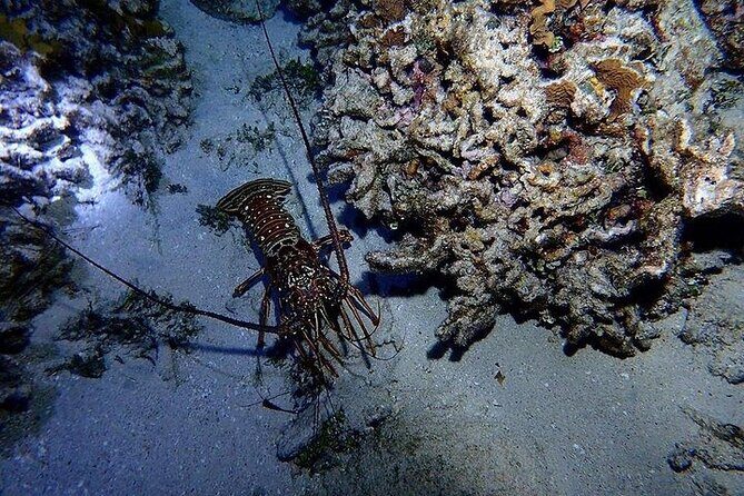 Roatan Night Snorkel Adventure - The Sum Up: Why This Tour Is a Great Choice