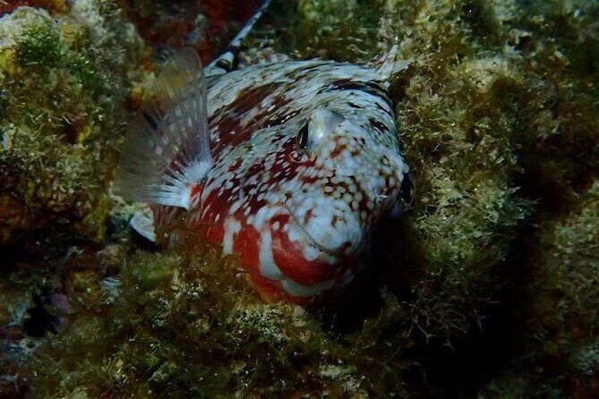 Roatan Night Snorkel Adventure - FAQ