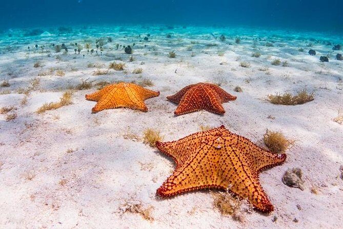 Roatan Private Catamaran Shipwreck, Blue Channel and Starfish with Transfer - Why This Tour Works Well