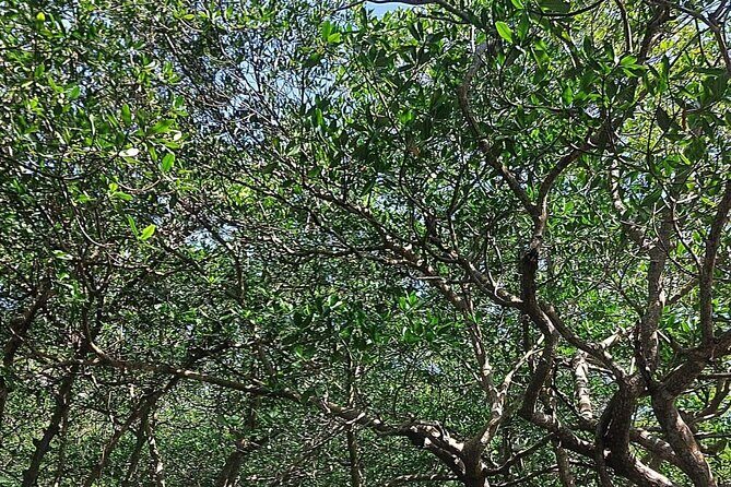 Roatan Private island tour In Honduras - Exploring Roatan with Your Private Guide