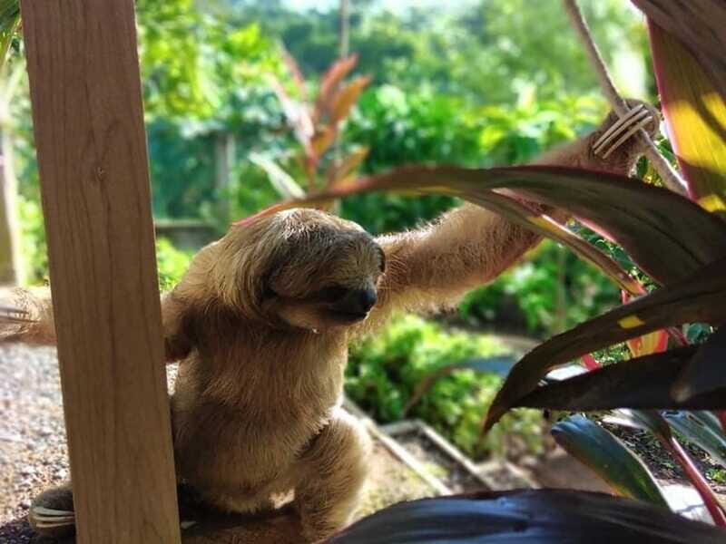 Roatán: Private Monkey and Sloth Sanctuary Tour - FAQ