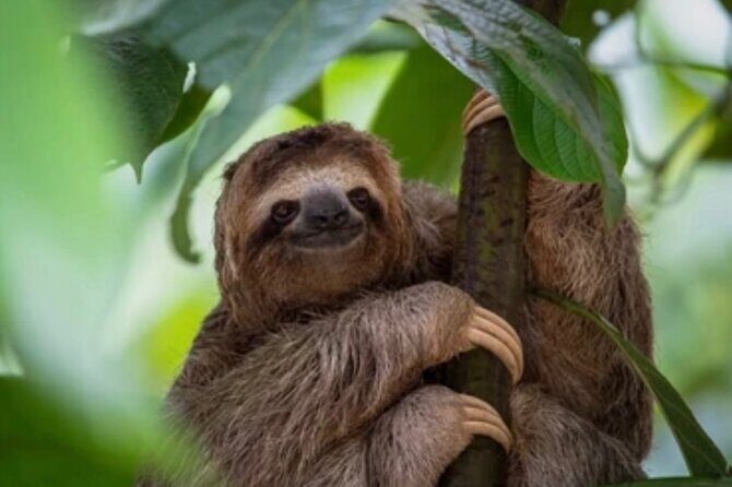 Roatán Private Snorkeling, Wildlife Park, and West Bay Beach - An In-Depth Look at Your Roatán Adventure