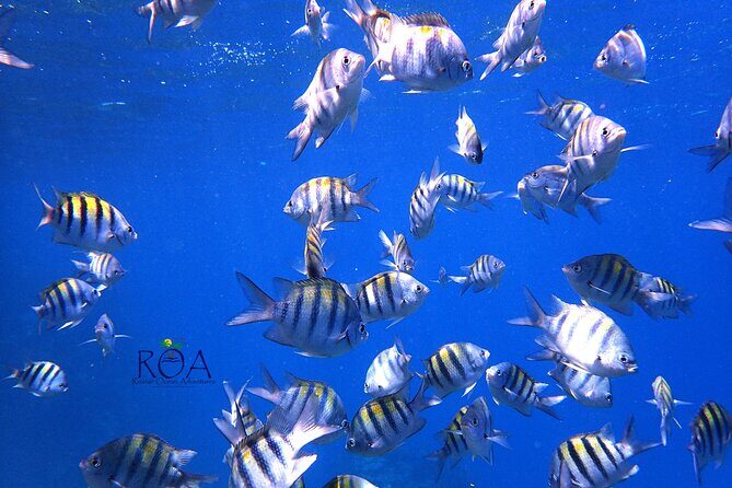 Roatan Reef Snorkel Adventure - Final Thoughts: Who Will Love This Tour?
