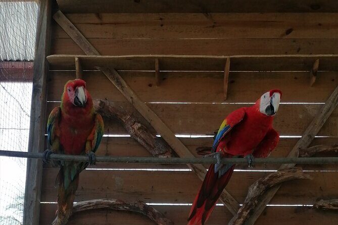 Roatan Shore Excursion Snorkelling, Sloths & Monkeys, Beach Break - Who Will Love This Tour?