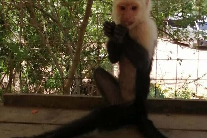 Roatan Sloth & Monkeys Animal Park , Chocolate Rum cake Factory - Exploring the Itinerary in Depth