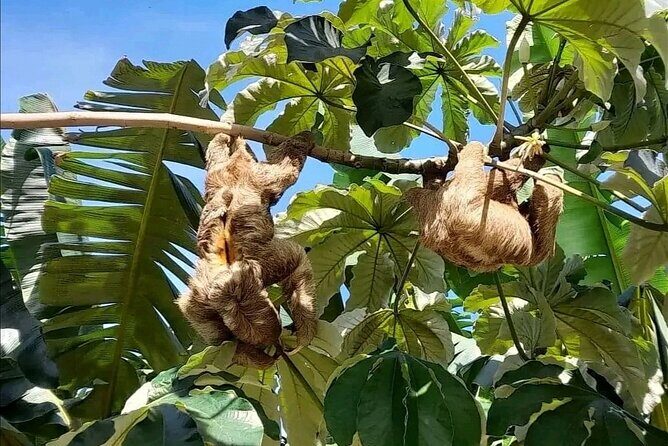 Roatan Sloth & Monkeys Animal Park , Chocolate Rum cake Factory - Is This Tour Right for You?