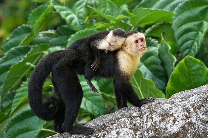 Roatan Sloths in Natural Habitat: ATV Buggy Tour Zipline & Beach - Key Points