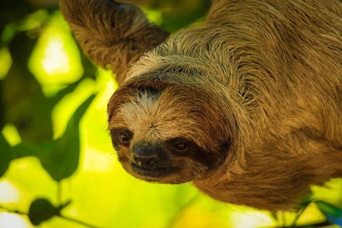Roatan Sloths in Natural Habitat: ATV Buggy Tour Zipline & Beach - Pristine Bay Beach Club