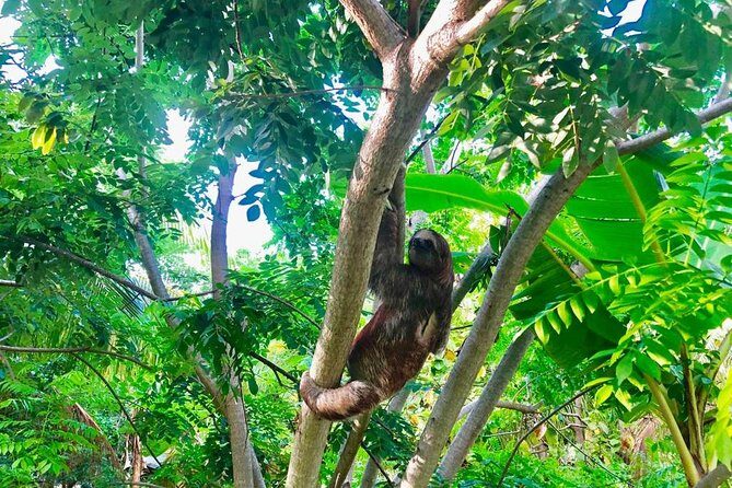 Roatan Sloths in Natural Habitat: ATV Buggy Tour Zipline & Beach - Practical Details