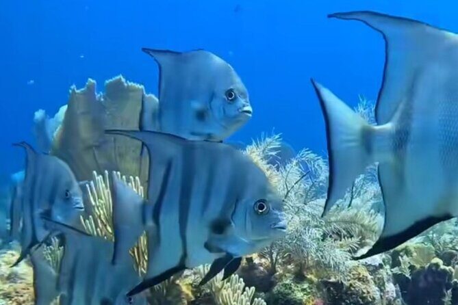 Roatan Snorkeling Adventure monkey Sloth west Bay Beach. - An Adventurous Day in Roatan: Snorkeling, Wildlife, and Cultural Highlights