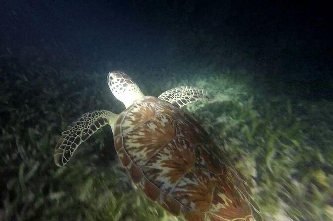 Roatan Snorkeling and City Tour - Key Points