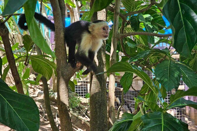 Roatan Wildlife Sanctuary, Chocolate ,Rum Tasting & Snorkel Combo - Discover Roatan’s Wildlife, Chocolate, Rum & Snorkel: A Well-Rounded Adventure