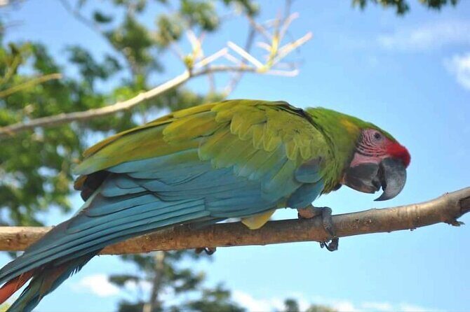 Roatan Wildlife Sanctuary, Chocolate ,Rum Tasting & Snorkel Combo - Who Would Enjoy This Tour?