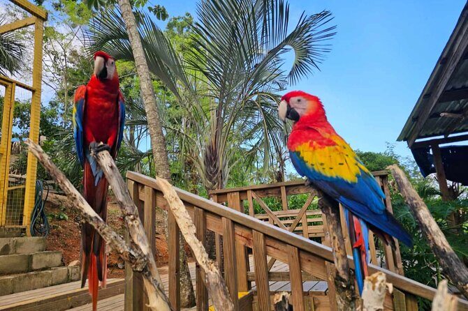 Roatan Wildlife Sanctuary, Chocolate ,Rum Tasting & Snorkel Combo - Final Thoughts