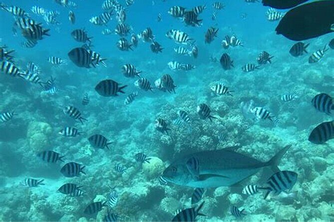 Roatan Zip Line, Wildlife, & Glass Bottom Boat Tour Combo - Key Points