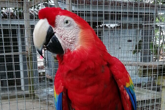 Roatan Zipline Adventure, Sloths & Monkeys,Chocolate Factory Tour - A Deep Dive into the Roatan Zipline Adventure, Sloths & Monkeys Tour