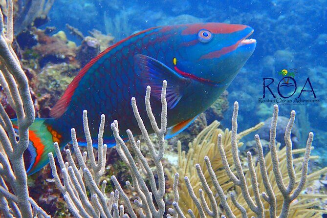 Roatan Zipline And Snorkel Adventure - Why This Tour Really Works