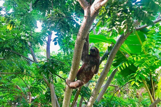 Roatan Zipline, ATV Buggy Ride + Sloths & Exclusive Beach Access - Who Will Love This Tour?