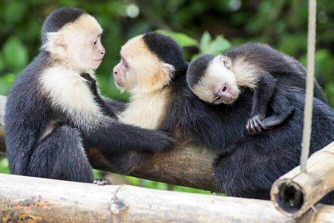 Roatan's ORIGINAL Zip-n-Dip: Zipline, Sloths & West Bay Beach - The Sum Up