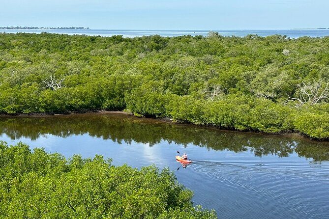 Robinson Preserve Mangrove Tour - A Detailed Look at the Robinson Preserve Mangrove Tour