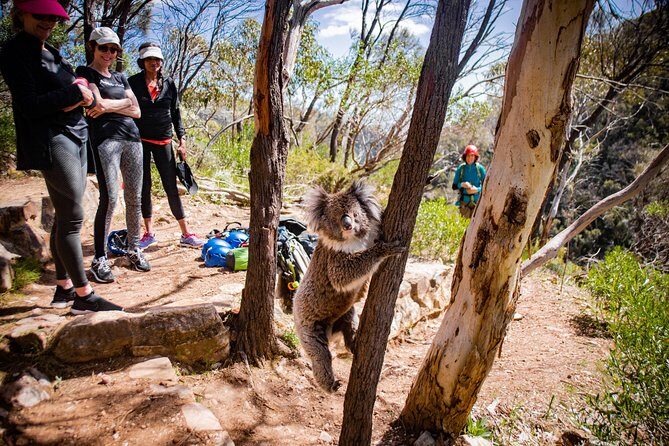 Rock Climbing and Abseiling in Adelaide - A Detailed Look at the Adelaide Rock Climbing & Abseiling Tour