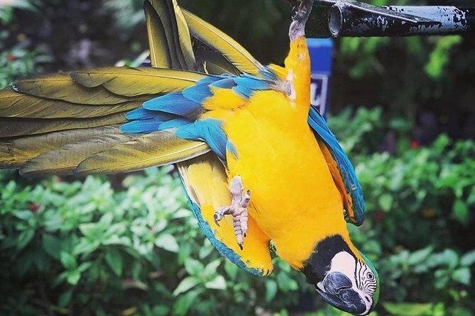 Rockland Bird Sanctuary Tour [Transportation] Hotel Pick-Up - Exploring the Rockland Bird Sanctuary: A Natural Escape Near Montego Bay