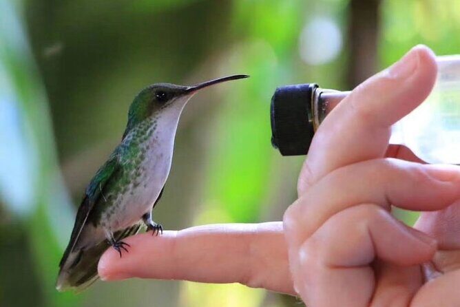 Rocklands Bird Sanctuary and Montego Bay Highlights - An In-Depth Look at the Rocklands Bird Sanctuary and Montego Bay Highlights Tour