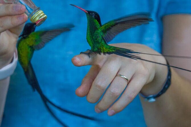 Rocklands Bird Sanctuary and Montego Bay Highlights - The Sum Up: Who Will Love This Experience?