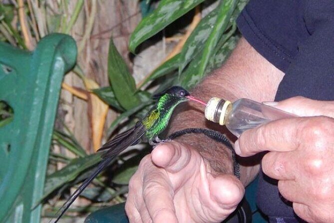 Rocklands Bird Sanctuary and Montego Bay Highlights Tour from Falmouth - A Deep Dive into the Tour Experience