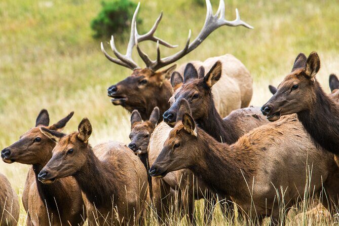 Rocky Mountain Escape - Rocky Mountain Escape: A Genuine Colorado Adventure Close to Denver