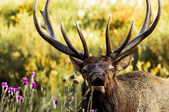 Rocky Mountain National Park- Guided Hiking Tour - A Deep Dive into the Rocky Mountain Guided Hiking Experience