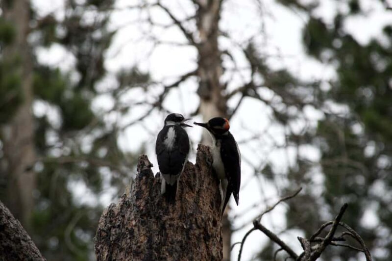 Rocky Mountain National Park: "Hiking Light" Nature Walk - FAQ
