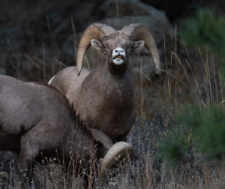 Rocky Mountain National Park: Private Wildlife Hiking Tour - In-Depth Review: Why You Should Consider This Hiking Tour