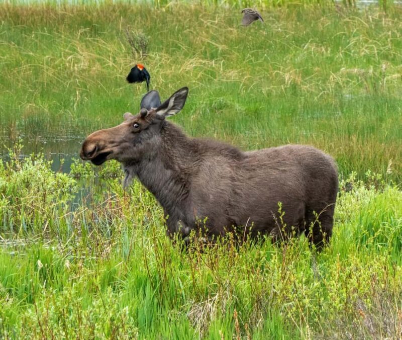 Rocky Mountains: Peak to Peak & Estes Park Small Group Tour - The Itinerary in Detail: What You Can Expect