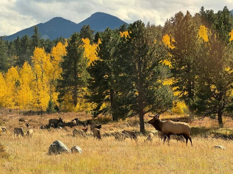 Rocky Mountains: Peak to Peak & Estes Park Small Group Tour - Who Should Consider This Tour?
