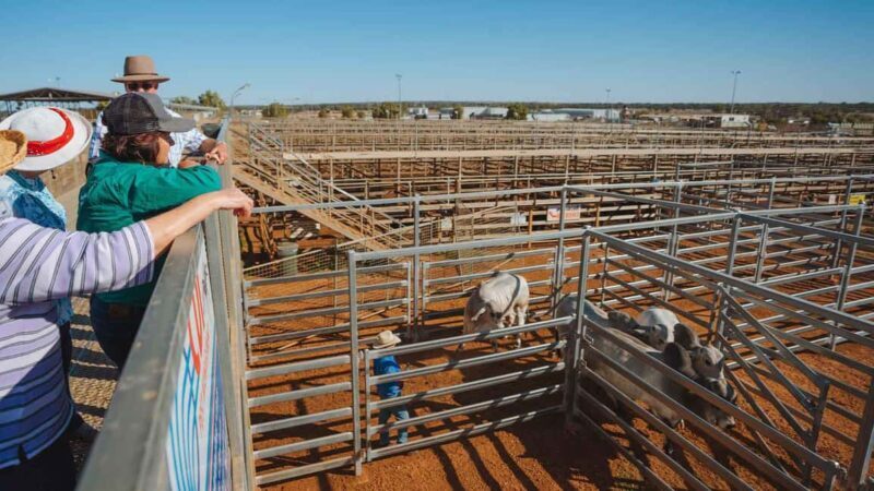 Roma: Roma Revelation Half Day Tour - Exploring the Heart of Outback Queensland: What to Expect