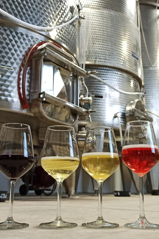 Romagna: Wine Tour with The Winemaker - The Environment and Learning Experience