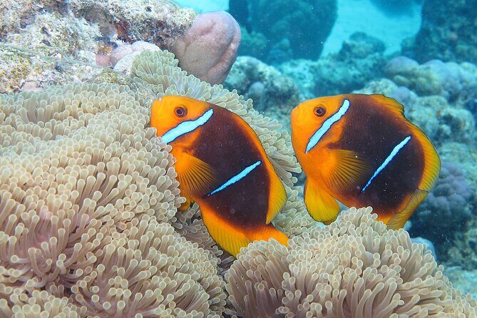 Romantic Dive for beginners in Bora Bora (2 people) with Video - Who Should Consider This Tour?