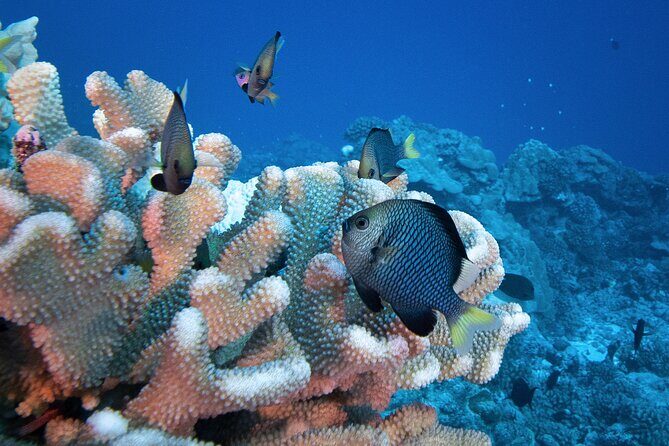 Romantic Dive for beginners in Bora Bora (2 people) with Video - FAQ: Your Practical Questions Answered
