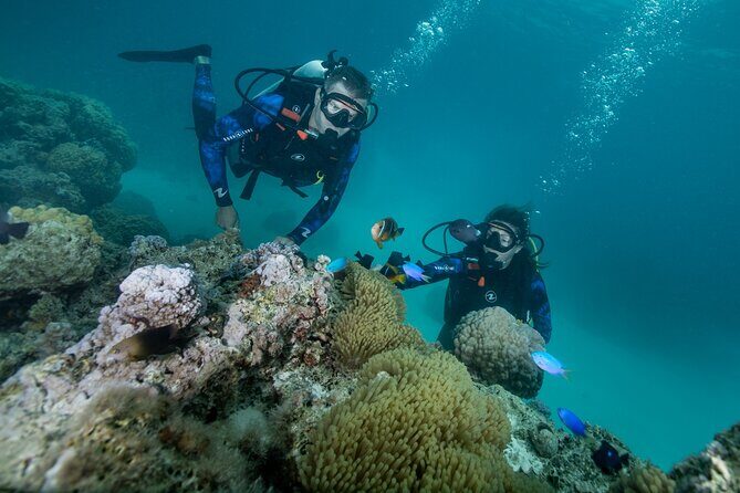 Romantic dive in the lagoon of Bora Bora - Key Points