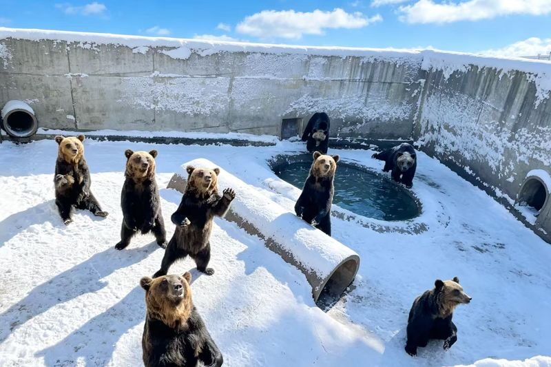 Romantic Hokkaido Noboribetsu Day Trip | Lake Toya Observatory (optional snowmobiling in winter) + Showa-shinzan Bear Ranch + Lake Hill Farm + Noboribetsu Hell Valley (Departing from Sapporo) - Noboribetsu Hell Valley: steam, sulfur and a quick walk
