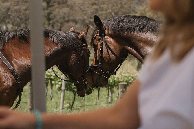 Romantic Horse Trail Ride with Wine and Food in Adelaide Hills - Exploring the Romantic Horse Trail Ride with Wine and Food in Adelaide Hills