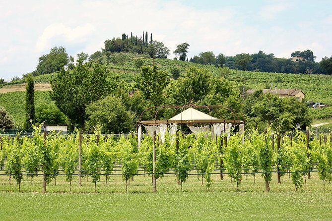 Romantic Lunch in the Vine Rows in Tuscany - Final Thoughts: Is It Worth It?